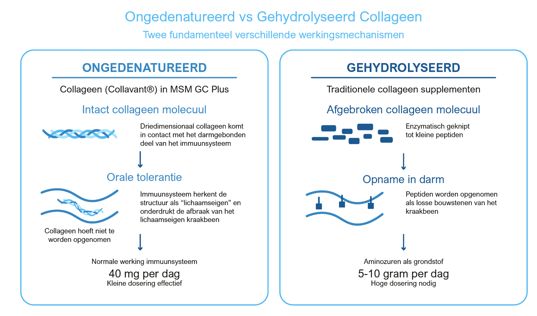 De biochemische procesbeschrijving van de lichamelijke gezondheidsvoordelen van het suppleren met ongedenatureerd collageen type II van Kala Health