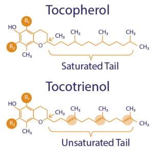 The distinctive chemical structures of tocopherols and tocotrienols