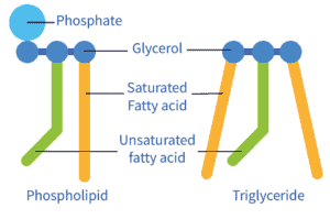 Schematic difference between a phospholipid (krill oil) and a triglyceride (fish oil).