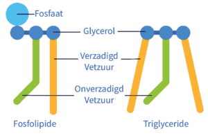 Schematisch verschil tussen een fosfolipide (krillolie) en een triglyceride (visolie).
