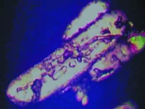 Een MSM kristal verkregen na 'zuivering' door de kristallisatiemethode. Op het kristal zijn duidelijk sporen van verontreinigingen zichtbaar, waaronder organische vervuiling en zware metalen.