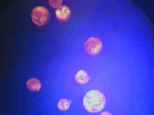 Een OptiMSM® kristal na zuivering door viervoudige destillatie. Op het kristal zijn geen sporen van verontreiniging zichtbaar.