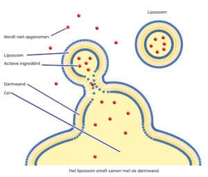 Illustratie van liposomale opname: de liposoom smelt samen met de darmwand. Het schema toont een liposoom met actieve ingrediënten die fuseert met de celmembraan van de darmwand, waardoor de werkzame stoffen direct in de cel worden afgegeven. Onbeschermde ingrediënten (rode kruisjes) worden niet opgenomen.