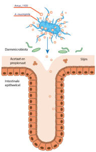 akkermansia muciniphila