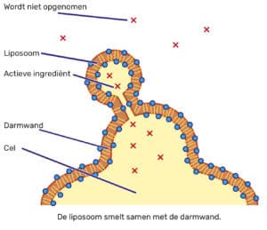 Illustratie van liposomale opname: de liposoom smelt samen met de darmwand. Het schema toont een liposoom met actieve ingrediënten die fuseert met de celmembraan van de darmwand, waardoor de werkzame stoffen direct in de cel worden afgegeven. Onbeschermde ingrediënten (rode kruisjes) worden niet opgenomen.