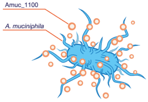 The Akkermansia Bacteria