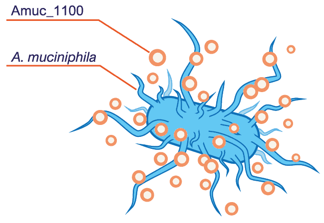 Akkermansia Capsules 9 De Akkermansia Muciniphila bacterie onder de microscoop