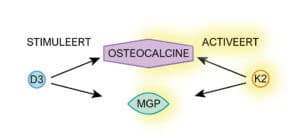 Schematisch overzicht: vitamine D3 stimuleert de aanmaak van osteocalcine en MGP, vitamine K2 activeert beide eiwitten.