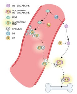 Schematische weergave van de werking van vitamine D3 en K2: D3 stimuleert de aanmaak van osteocalcine en MGP, K2 activeert beide eiwitten, waarna calcium uit de bloedvaten wordt geleid en in het bot wordt ingebouwd.